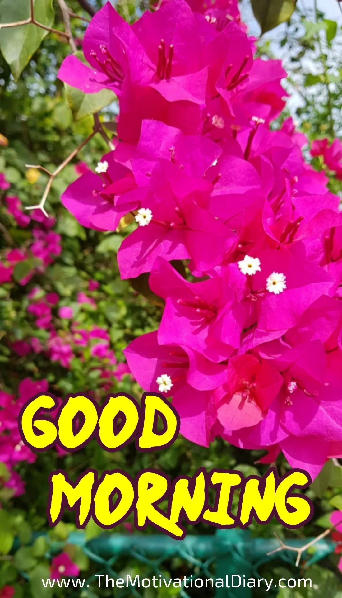 Morning Wishes with Bougainvillea Petals

