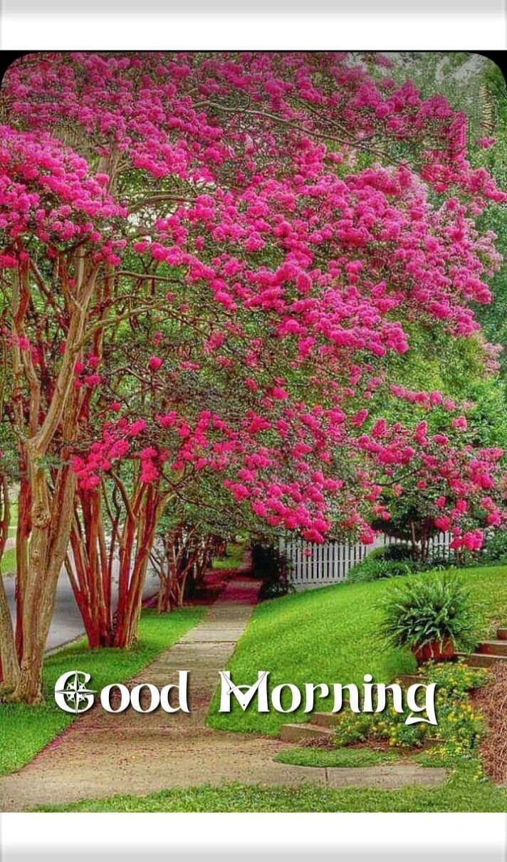 Good Morning Bougainvillea Have A great Day Image