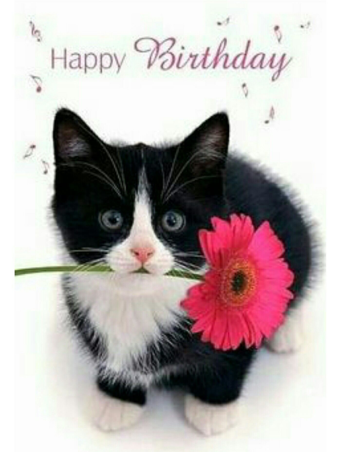 Happy Birthday Black Cat Pic