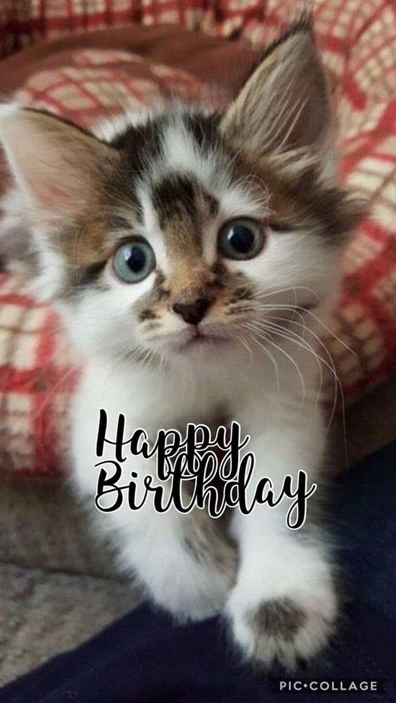 Happy Birthday Sweet Cat Pic