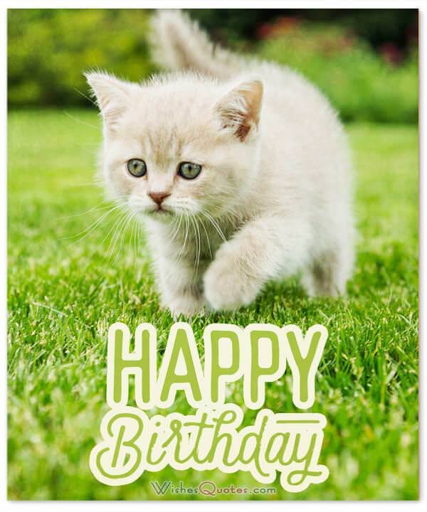happy-birthday-wish-cute-cat
