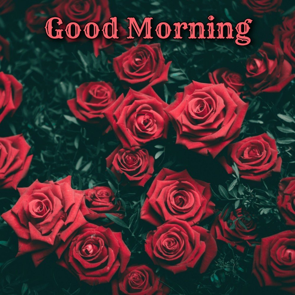 Good Morning With Red Rose Flower Status