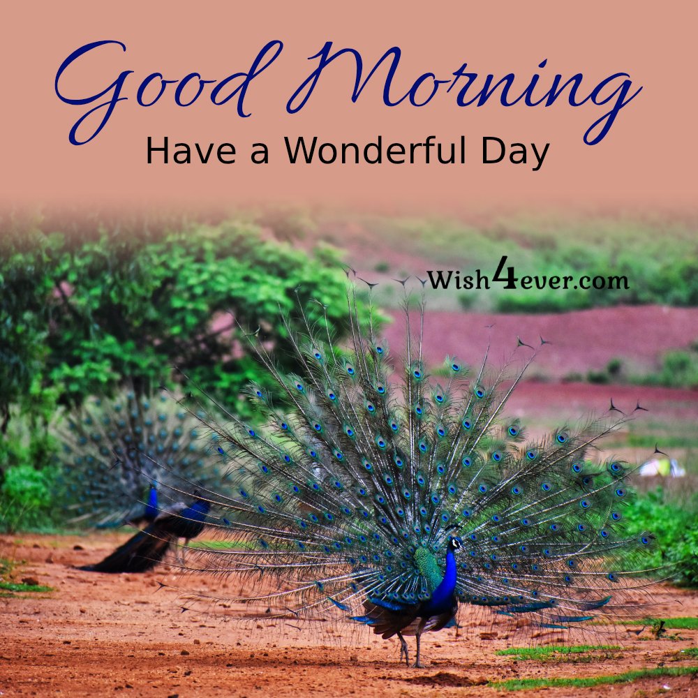 dancing peacock with beautiful morning message