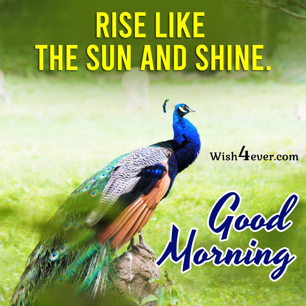 rise like the sun shine good morning